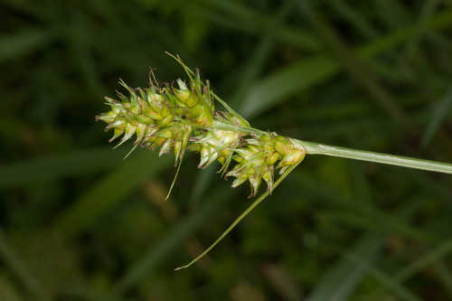 Carex molestiformis #14